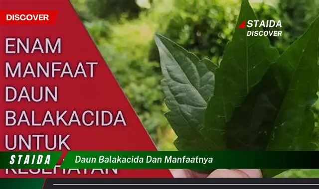 daun balakacida dan manfaatnya