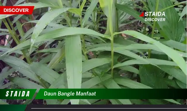 daun bangle manfaat