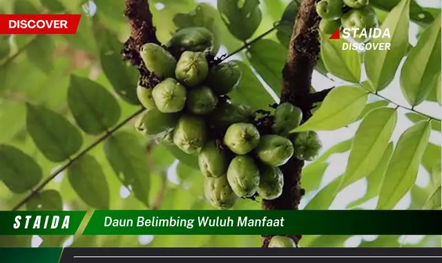 daun belimbing wuluh manfaat