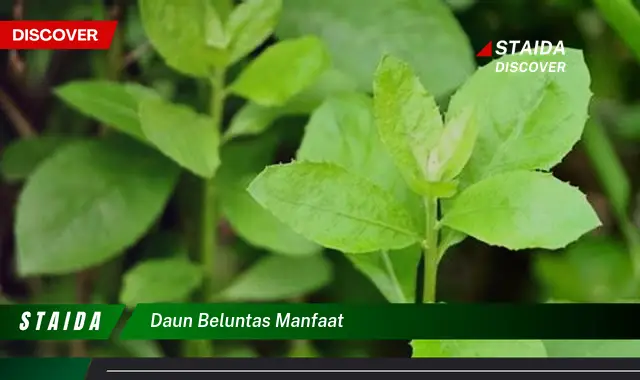 daun beluntas manfaat