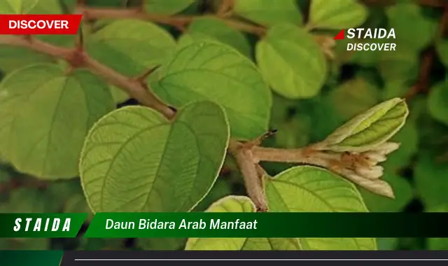 daun bidara arab manfaat