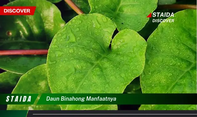 daun binahong manfaatnya