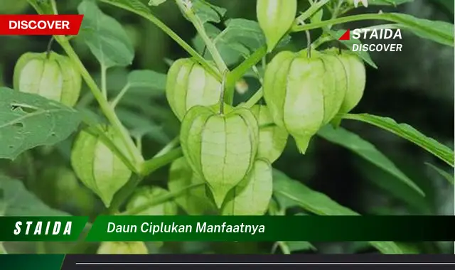 daun ciplukan manfaatnya