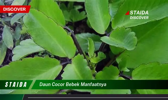 daun cocor bebek manfaatnya