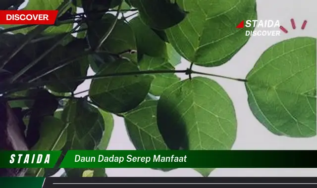 daun dadap serep manfaat