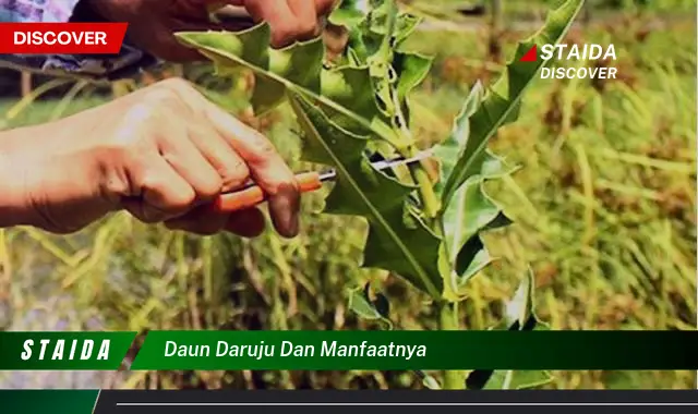 daun daruju dan manfaatnya