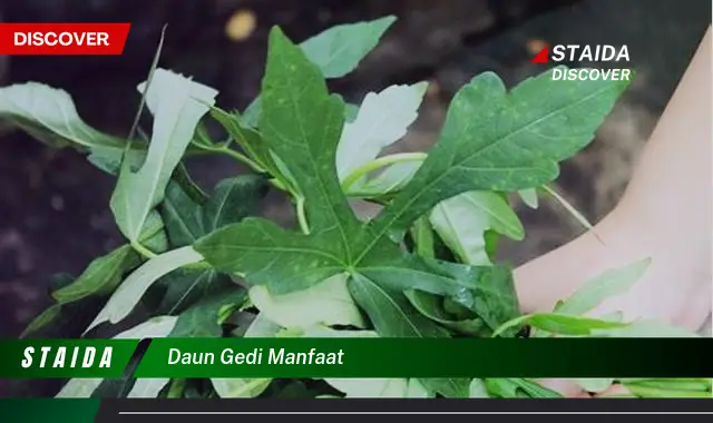 daun gedi manfaat