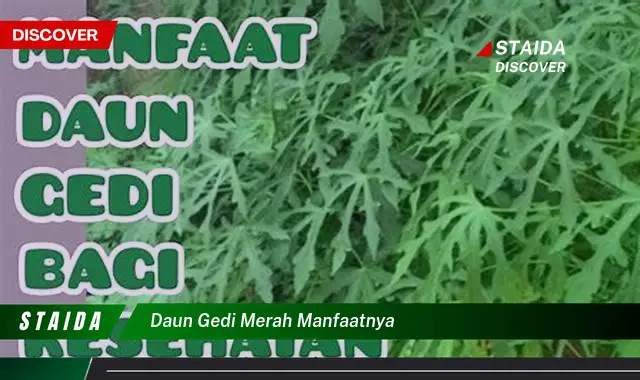 daun gedi merah manfaatnya