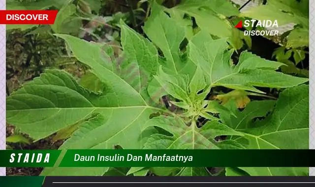 daun insulin dan manfaatnya