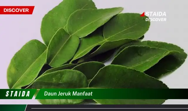 daun jeruk manfaat