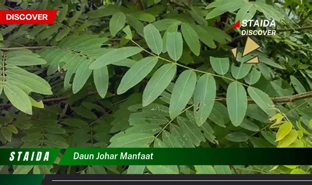 daun johar manfaat