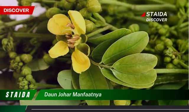 daun johar manfaatnya