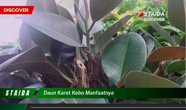 daun karet kebo manfaatnya