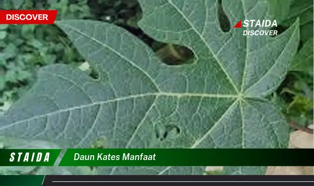 daun kates manfaat