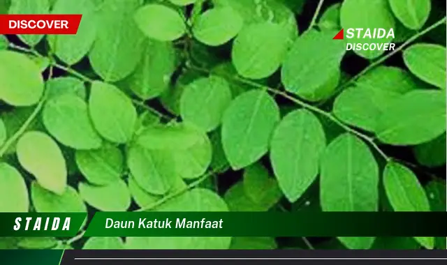 daun katuk manfaat