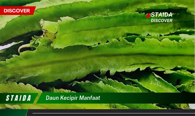 daun kecipir manfaat