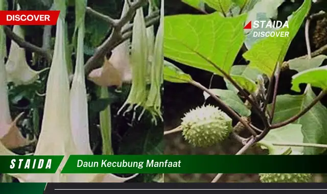 daun kecubung manfaat