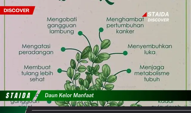 daun kelor manfaat