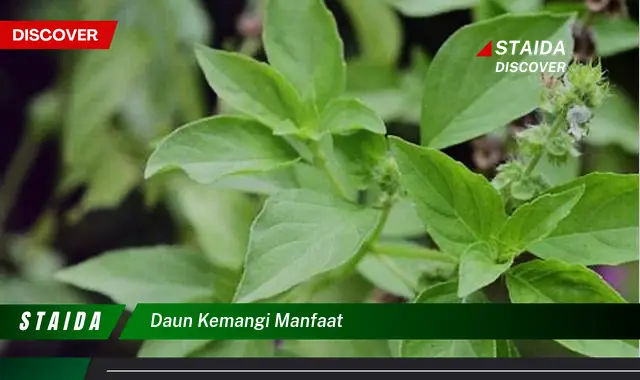 daun kemangi manfaat