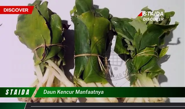 daun kencur manfaatnya