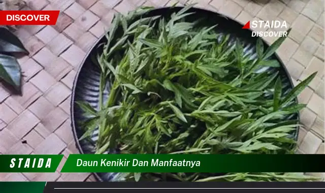 daun kenikir dan manfaatnya