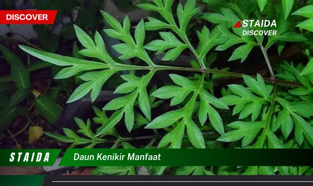 daun kenikir manfaat