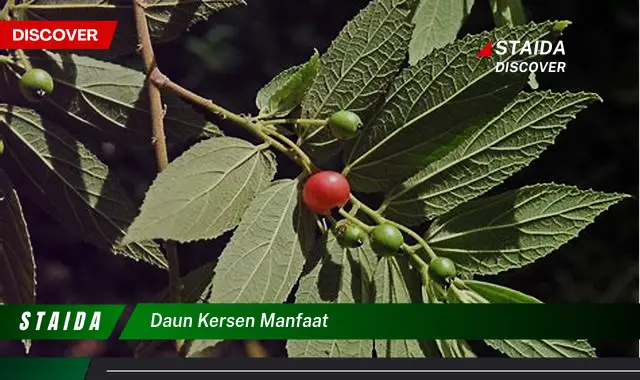 daun kersen manfaat