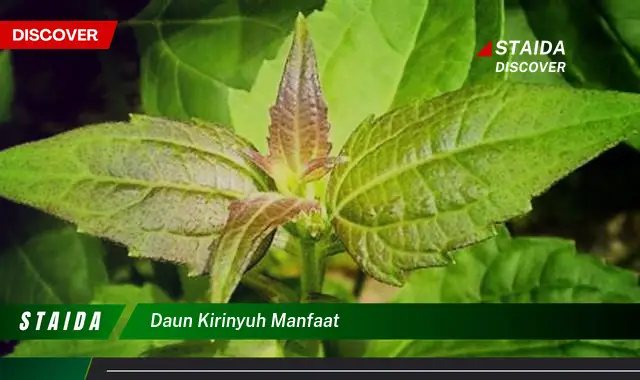 daun kirinyuh manfaat