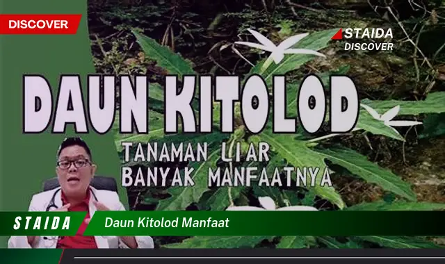 daun kitolod manfaat