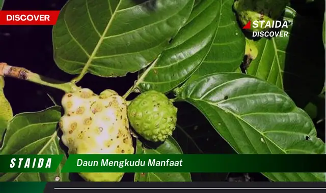 daun mengkudu manfaat