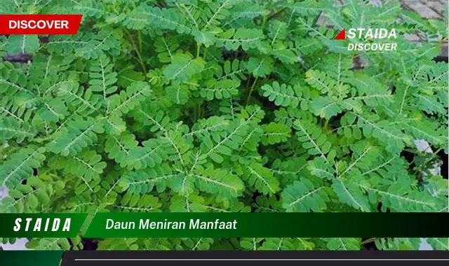 daun meniran manfaat