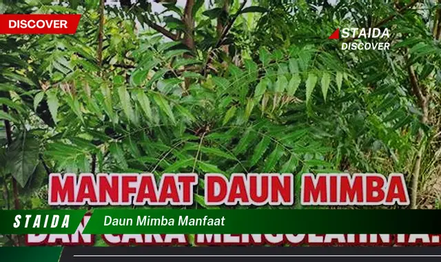 daun mimba manfaat