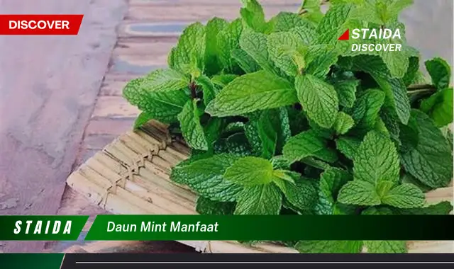 daun mint manfaat