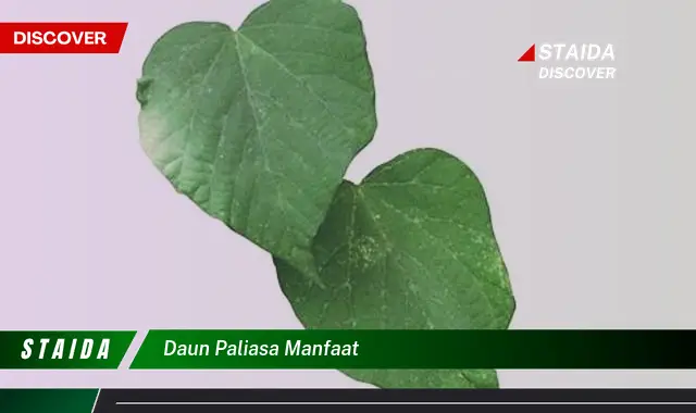 daun paliasa manfaat