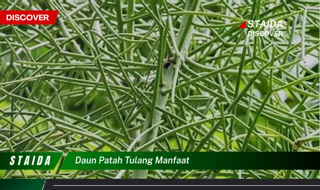 daun patah tulang manfaat