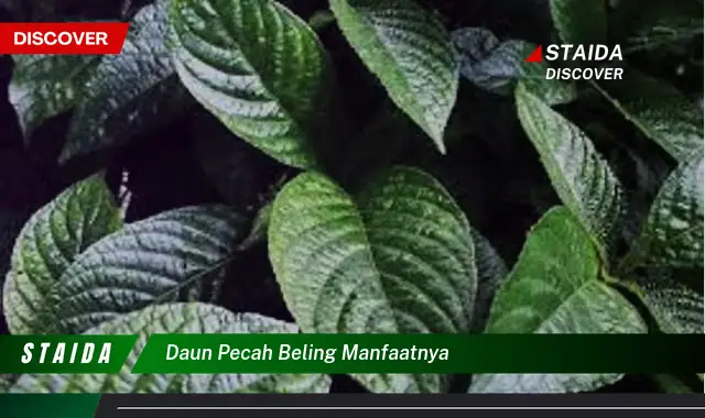 daun pecah beling manfaatnya