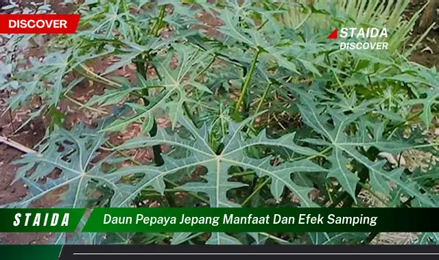 daun pepaya jepang manfaat dan efek samping