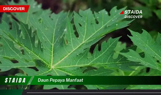 daun pepaya manfaat