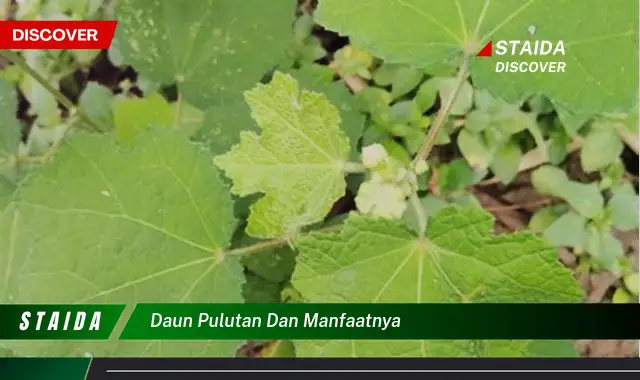 daun pulutan dan manfaatnya