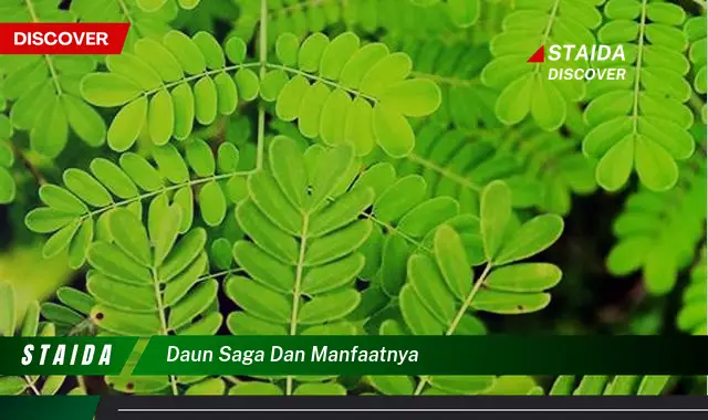 daun saga dan manfaatnya