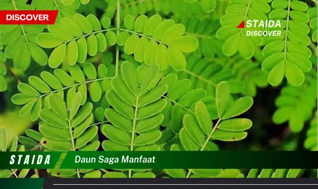 daun saga manfaat