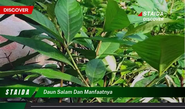 daun salam dan manfaatnya