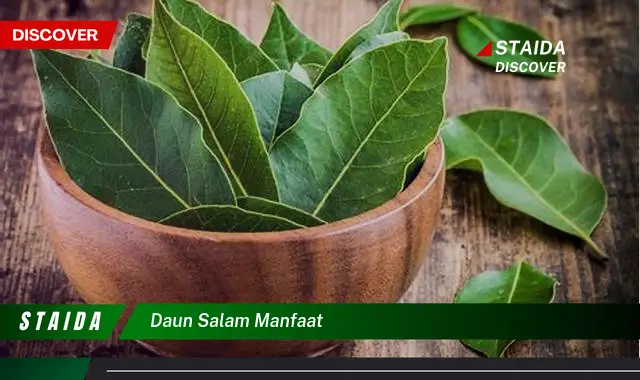 daun salam manfaat