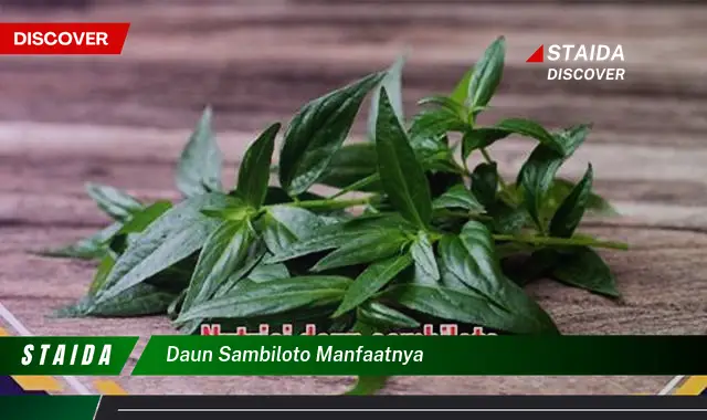 daun sambiloto manfaatnya