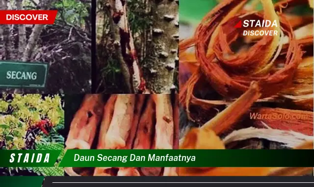 daun secang dan manfaatnya