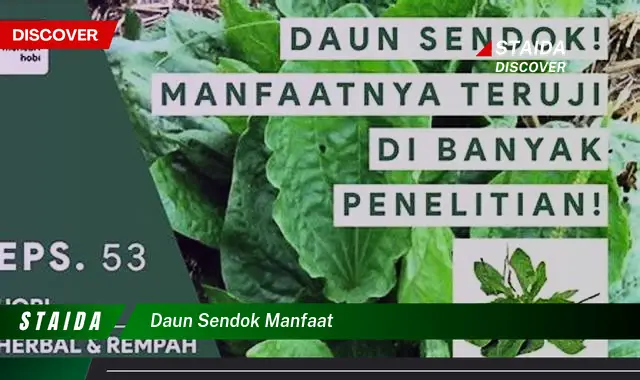 daun sendok manfaat