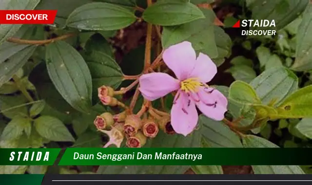 daun senggani dan manfaatnya