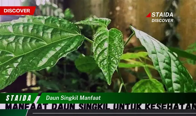 daun singkil manfaat