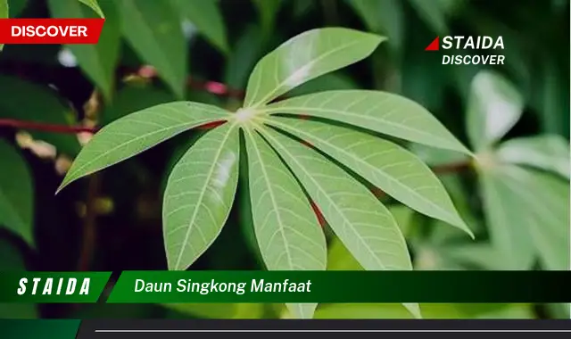 daun singkong manfaat