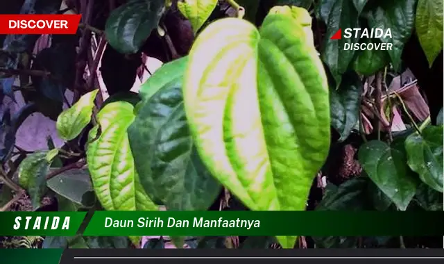 daun sirih dan manfaatnya